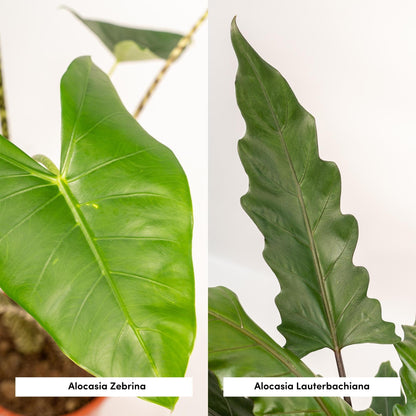Alocasia 