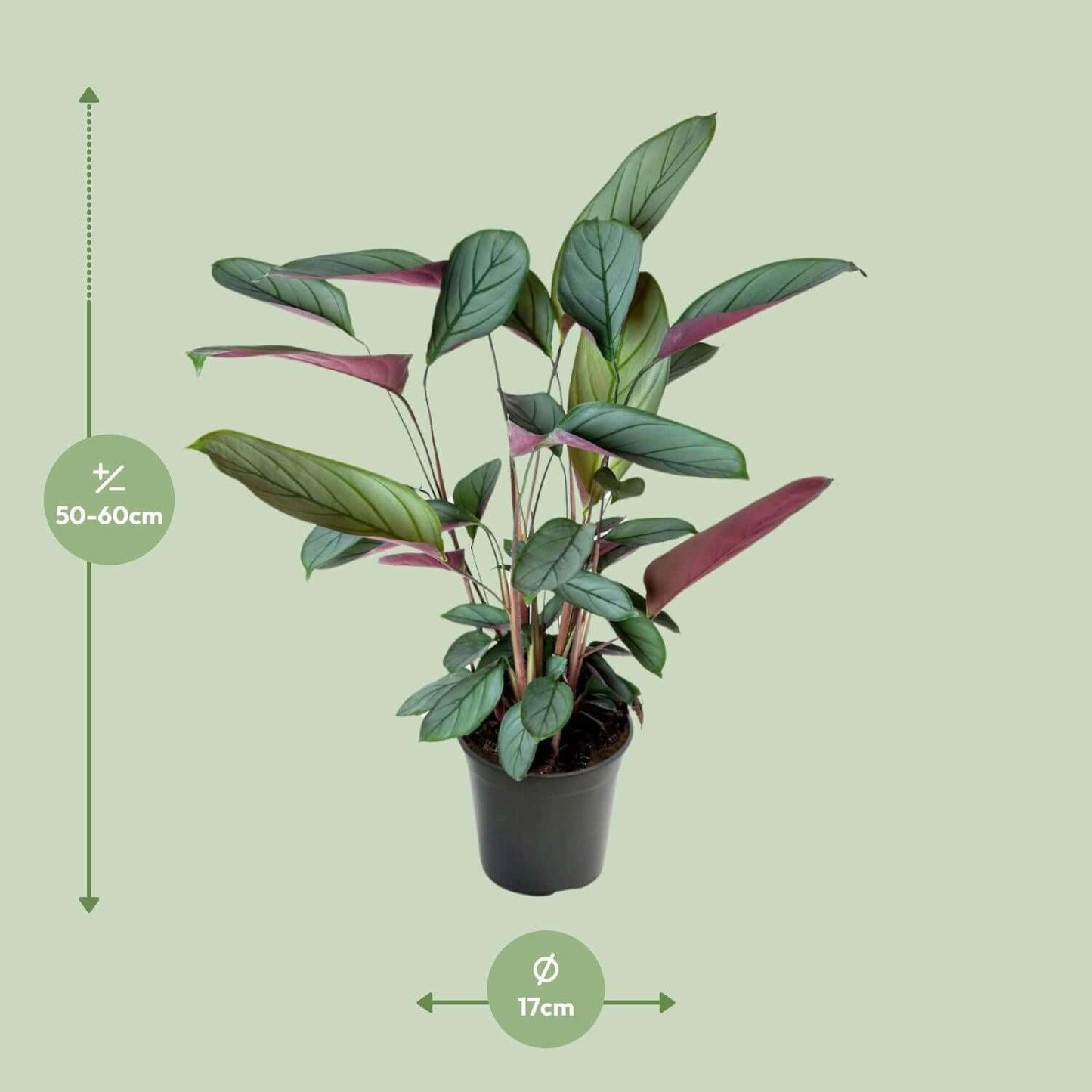 Ctenanthe Setosa
