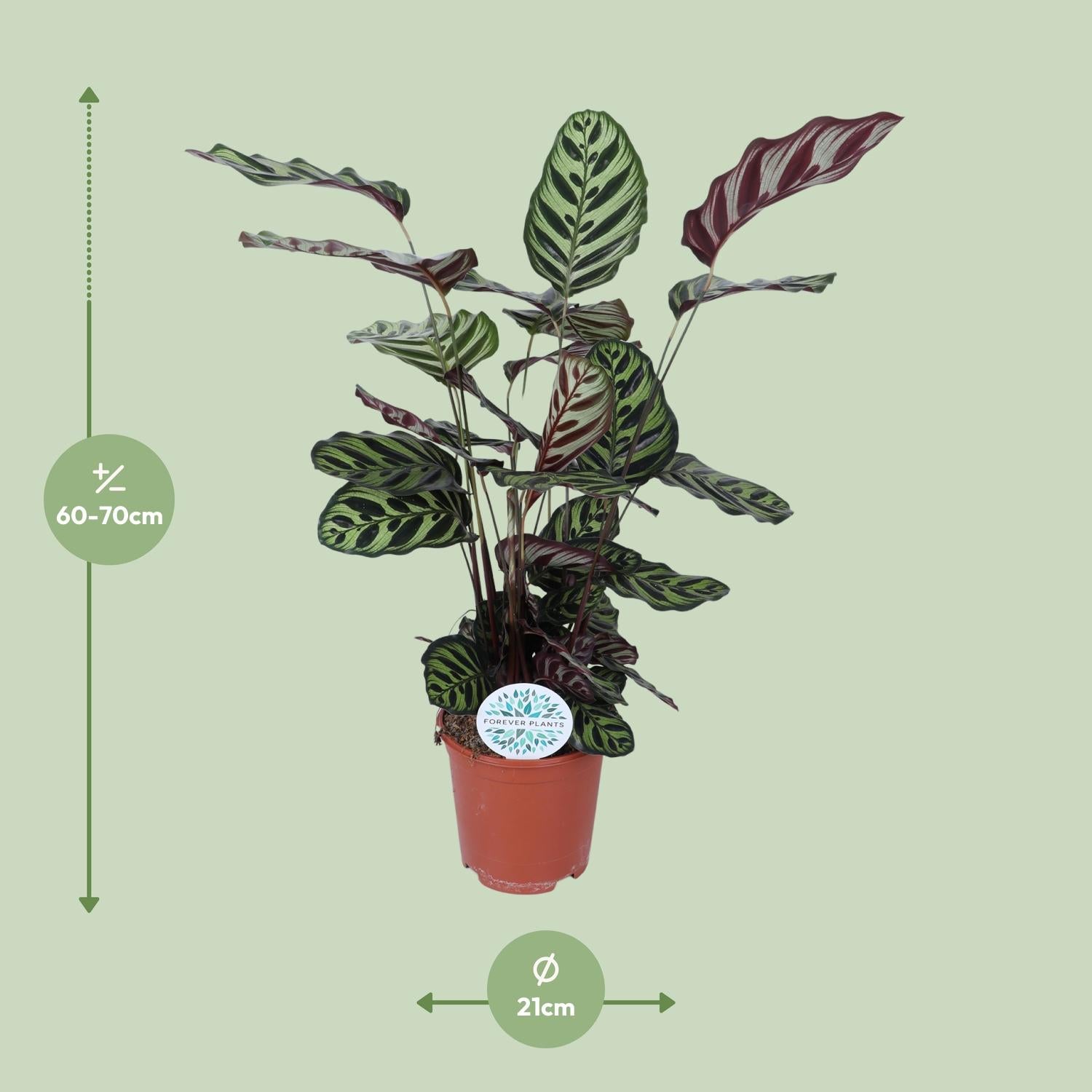 Calathea Makoyana
