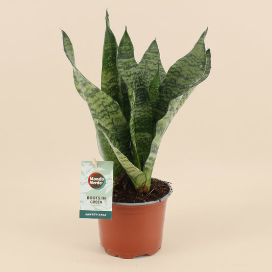 Sansevieria Black Coral
