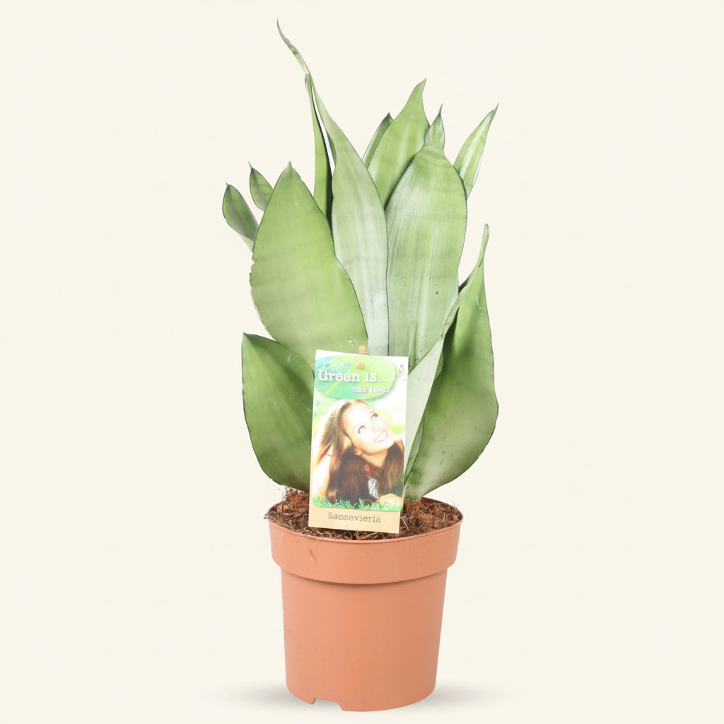 Sansevieria Moonshine