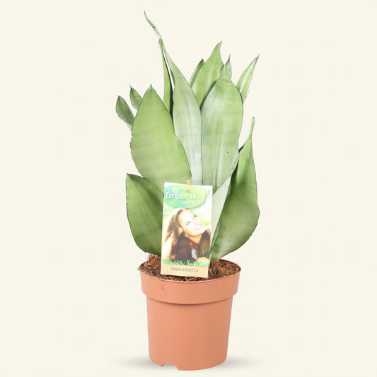 Sansevieria Moonshine