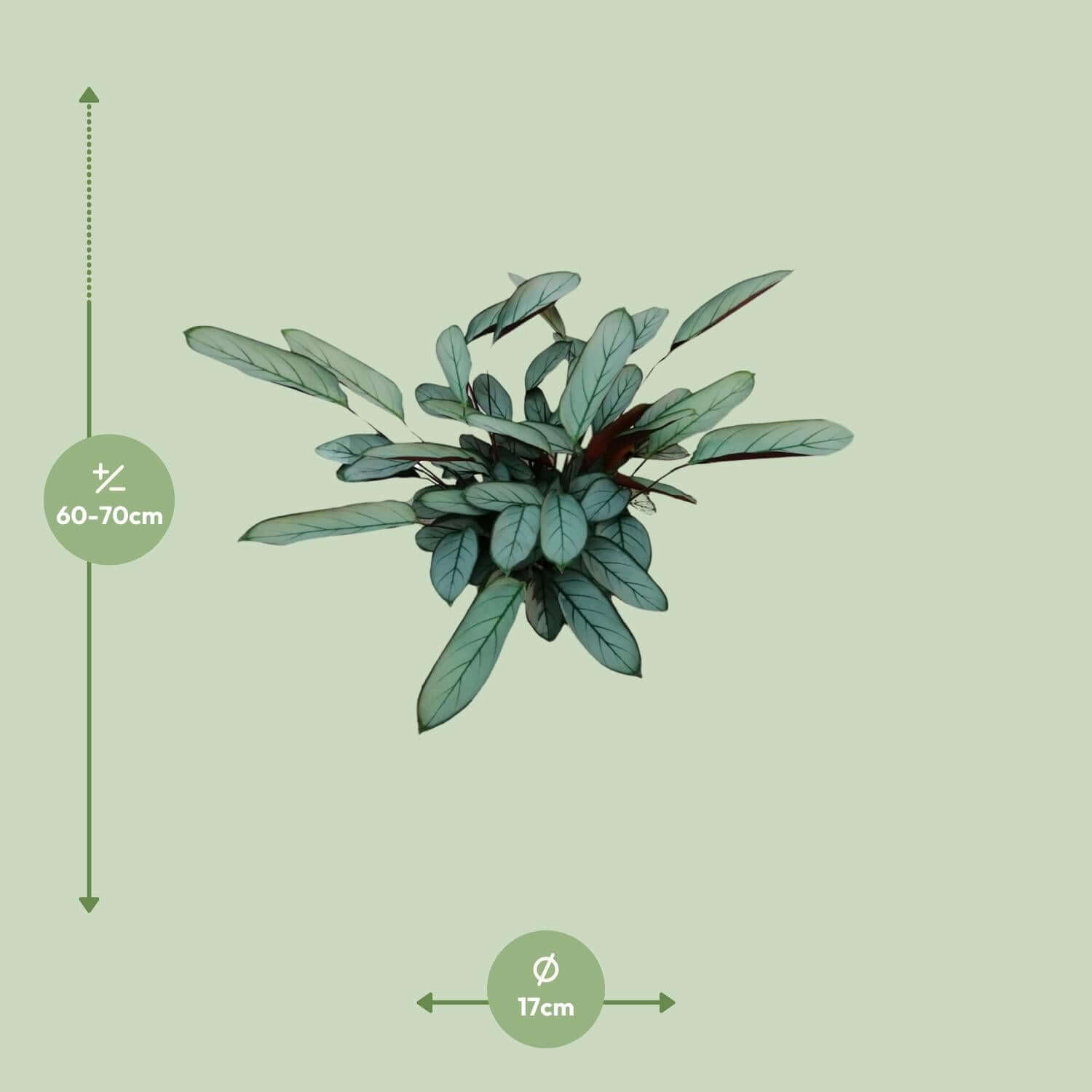 Ctenanthe Oppenheimiana M- 70cm