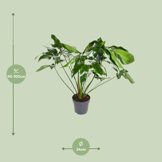 Philodendron Green Wonder