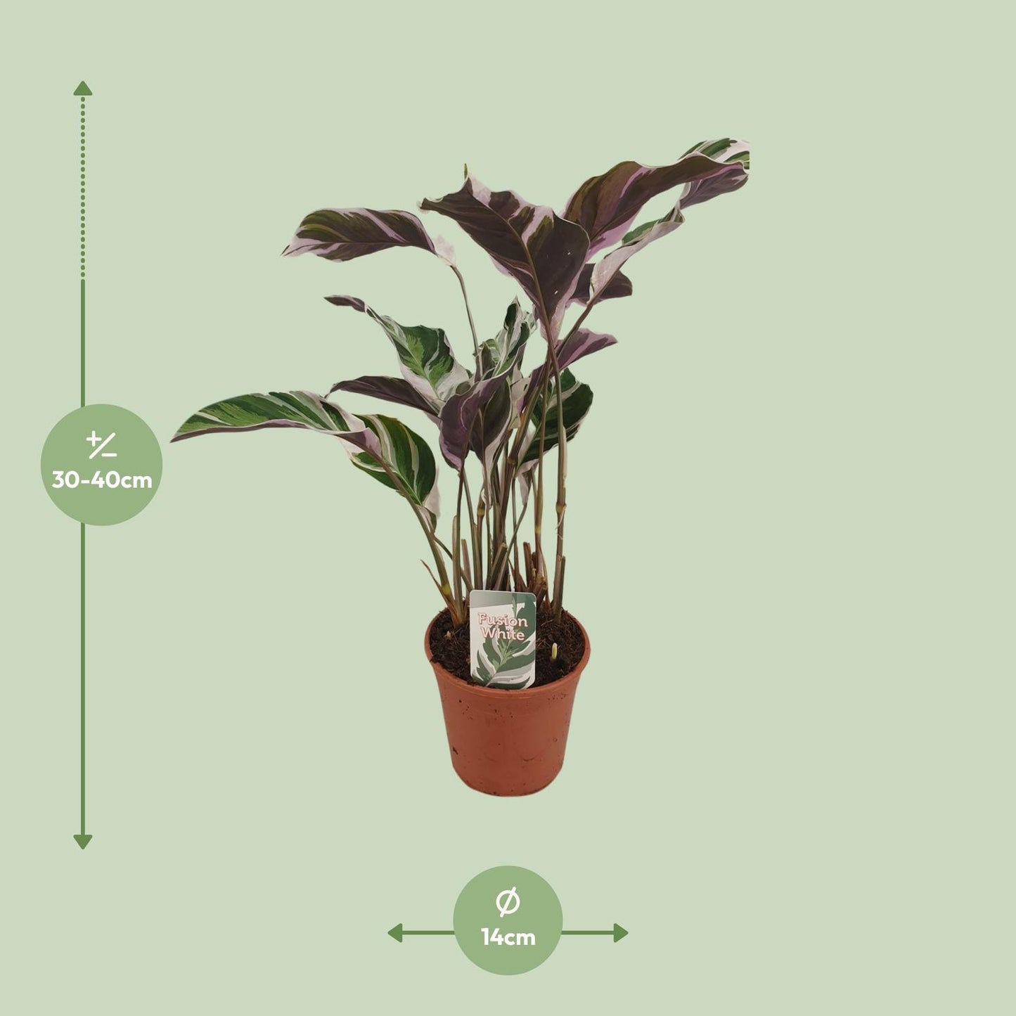Calathea Fusion White