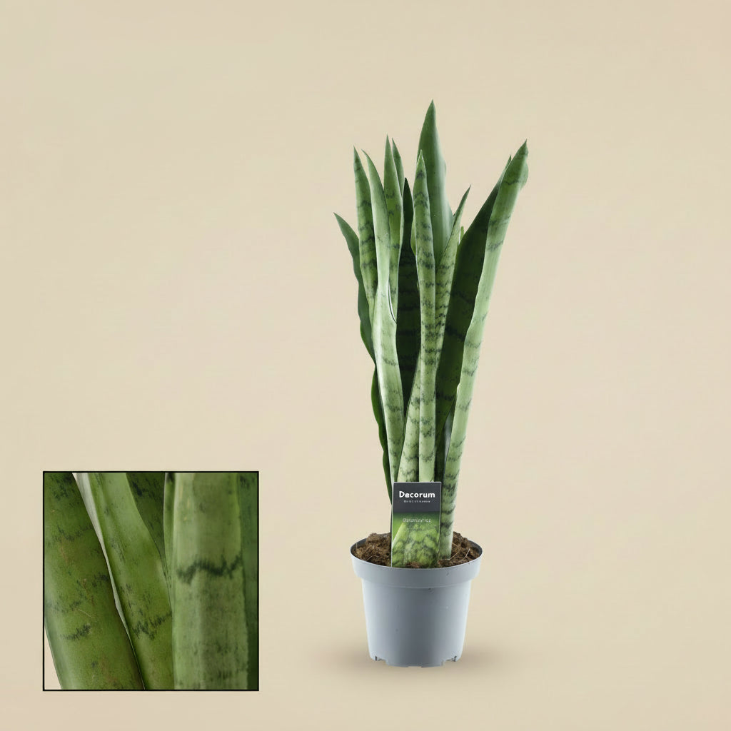sansevieria spearmint Sansevieria Spearmint