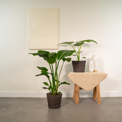  Duo  Strelitzia Nicolai