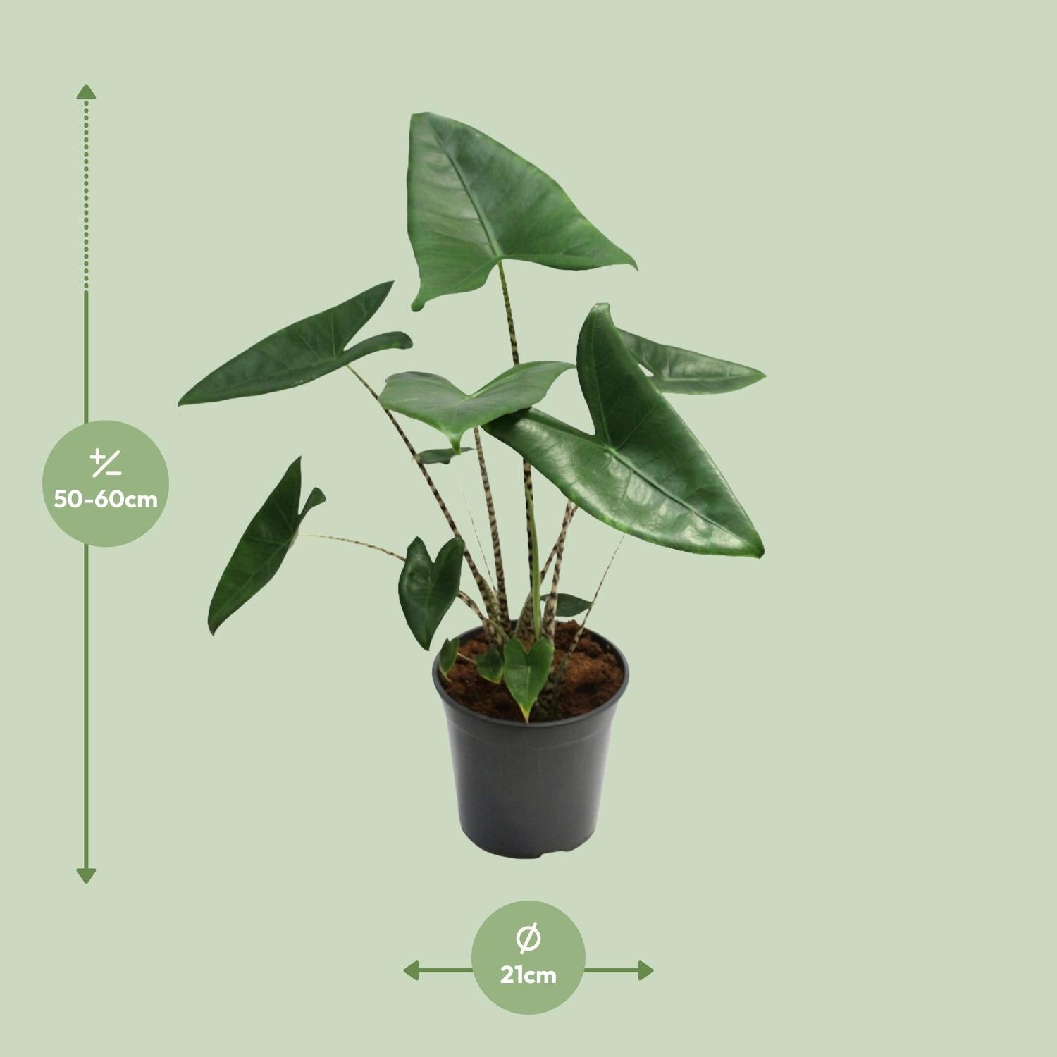 Alocasia Zebrina
