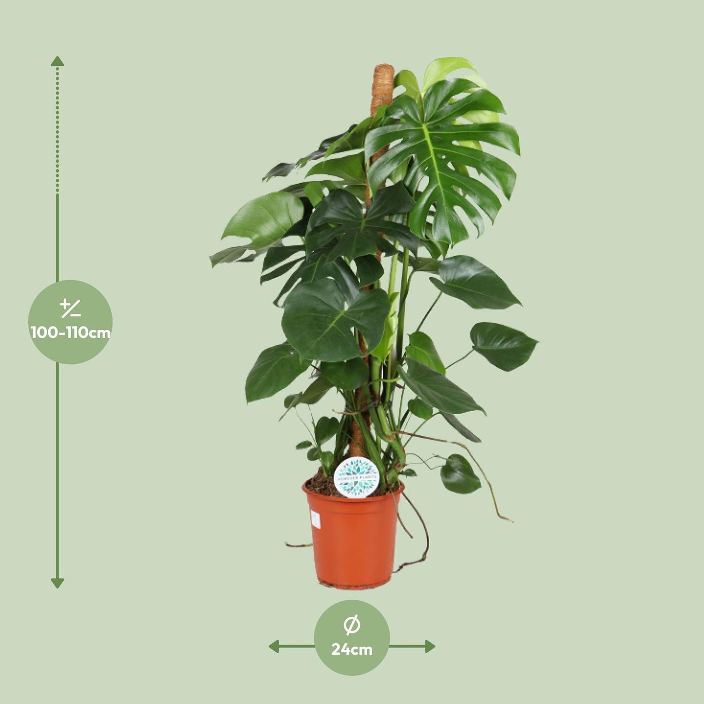 Monstera Deliciosa