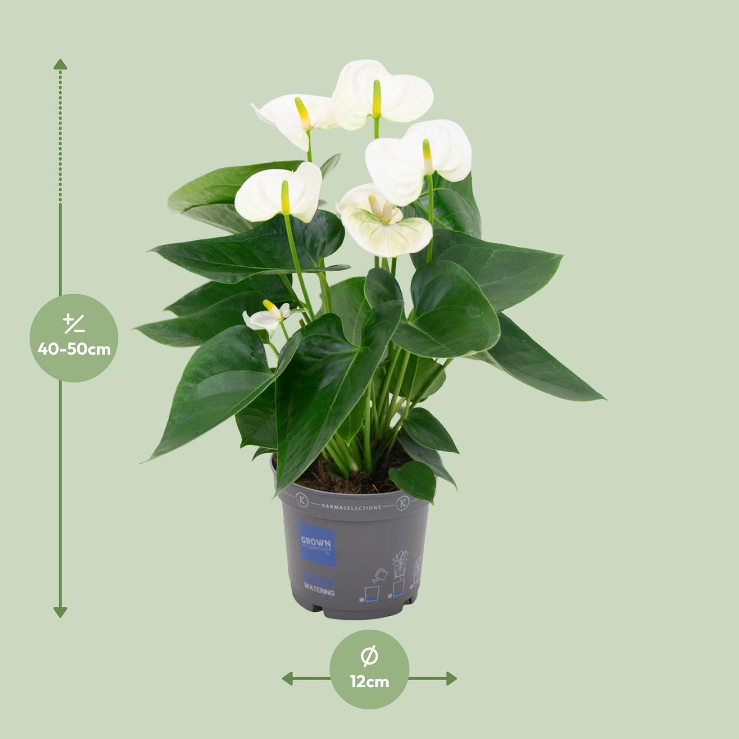 Anthurium White M- 43cm