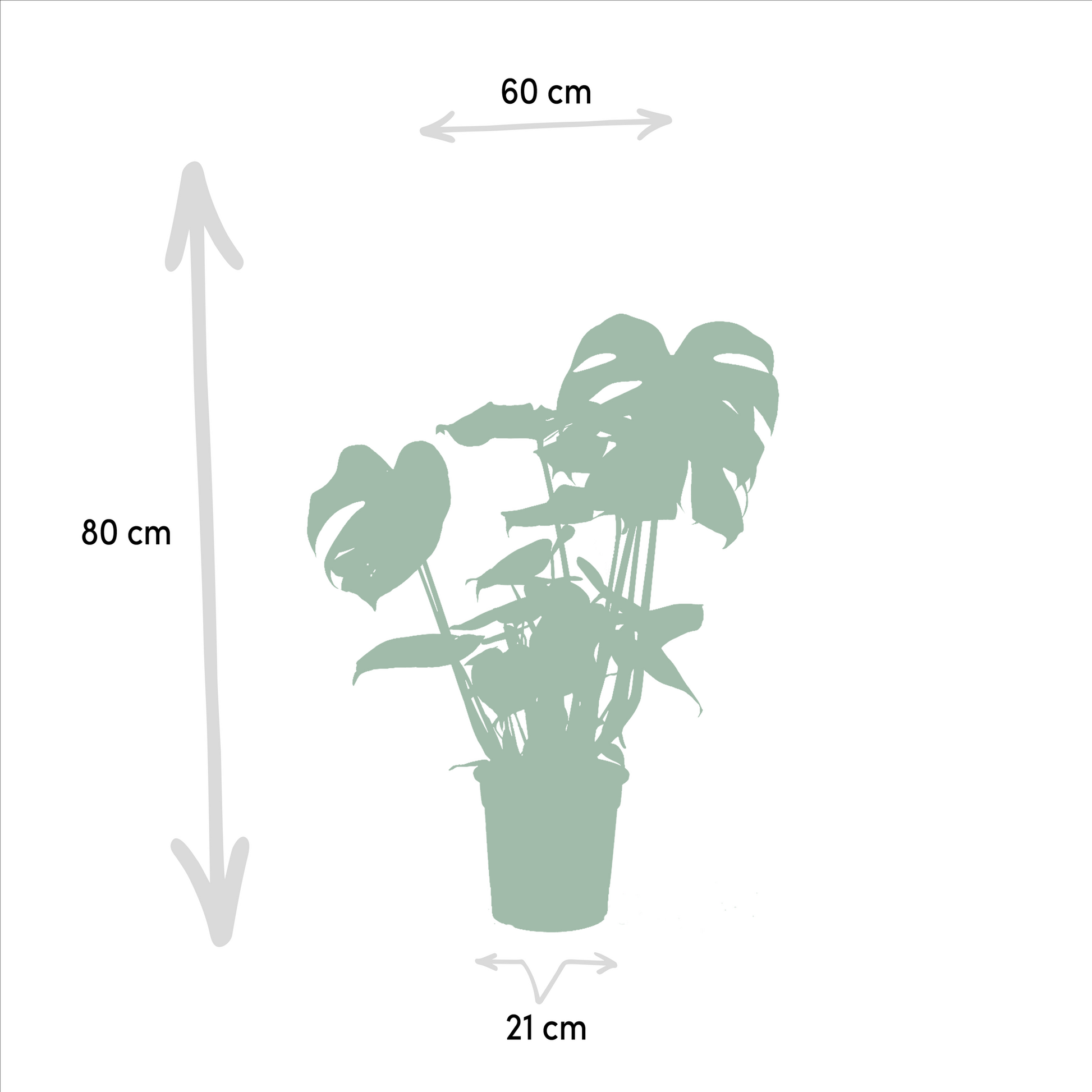 Lot Duo Strelitzia Nicolai + Monstera Deliciosa L