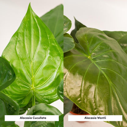 Lot 2x Alocasia