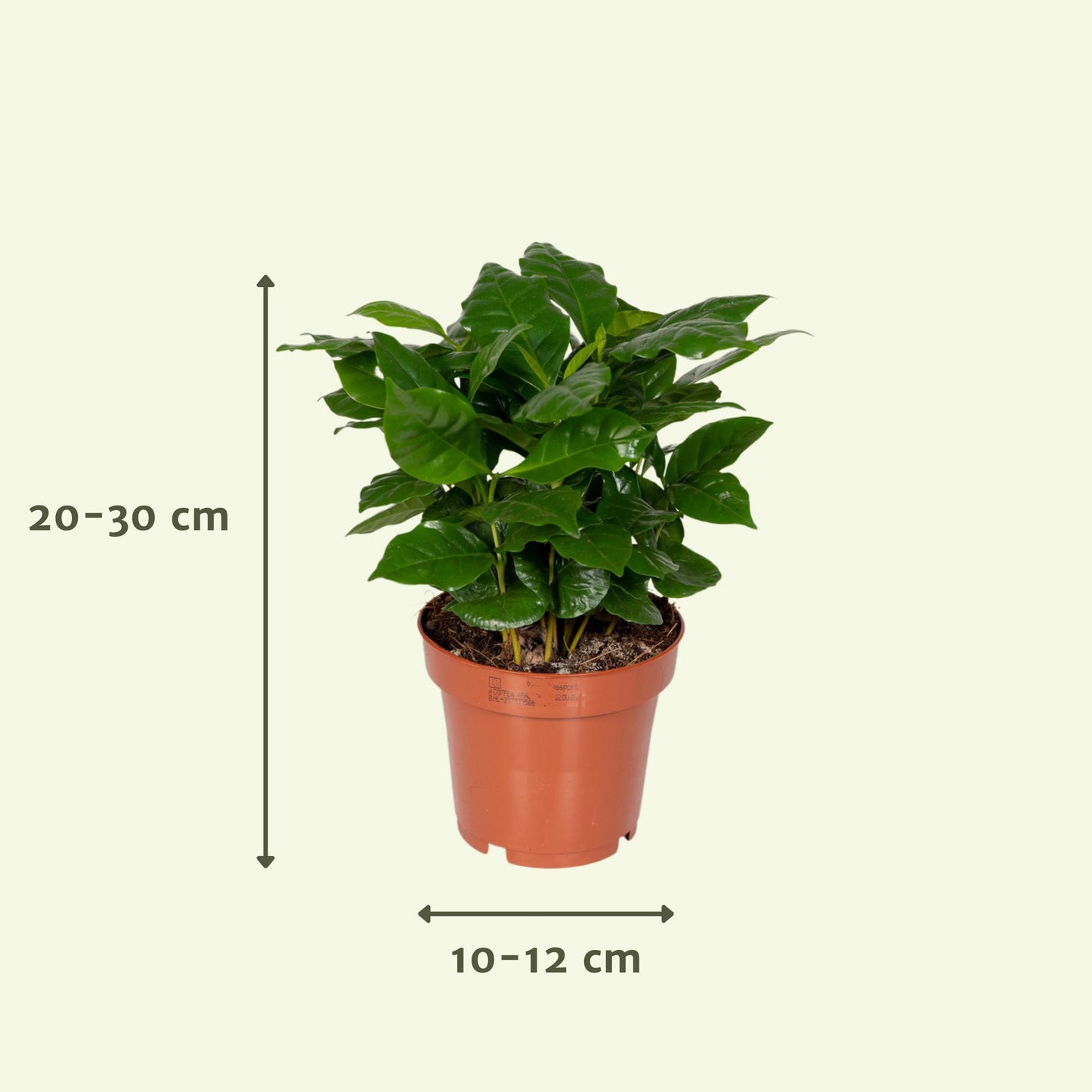 Box surprise petites plantes