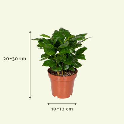 Box surprise petites plantes