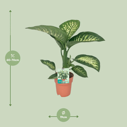Dieffenbachia Seguine Tropic Snow M - 70cm