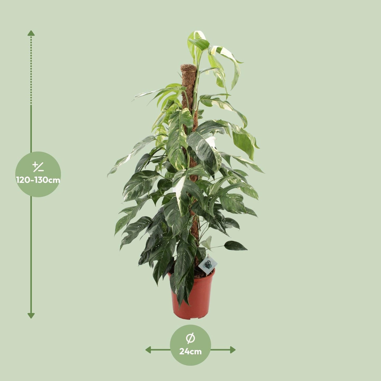 Epipremnum Pinnatum Albo Variegata - plante d'intérieur