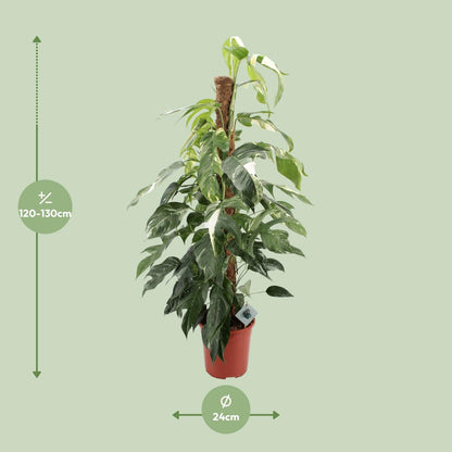 Epipremnum Pinnatum Albo Variegata - plante d'intérieur