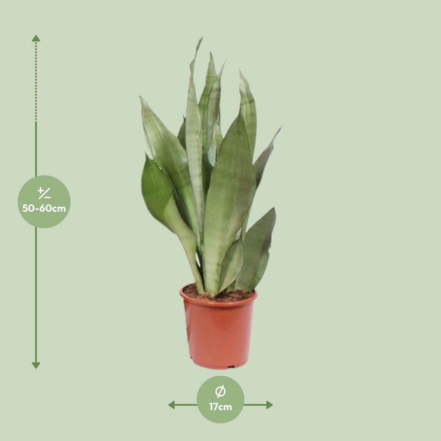 Sansevieria Moonshine M - 60cm