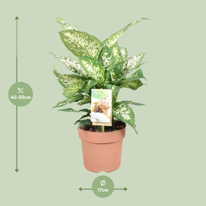 Dieffenbachia Compacta M - 45cm