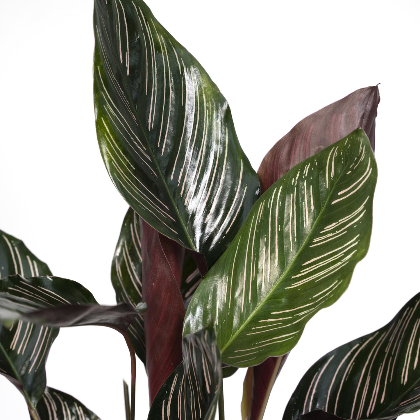 Calathea Ornata M - 50cm