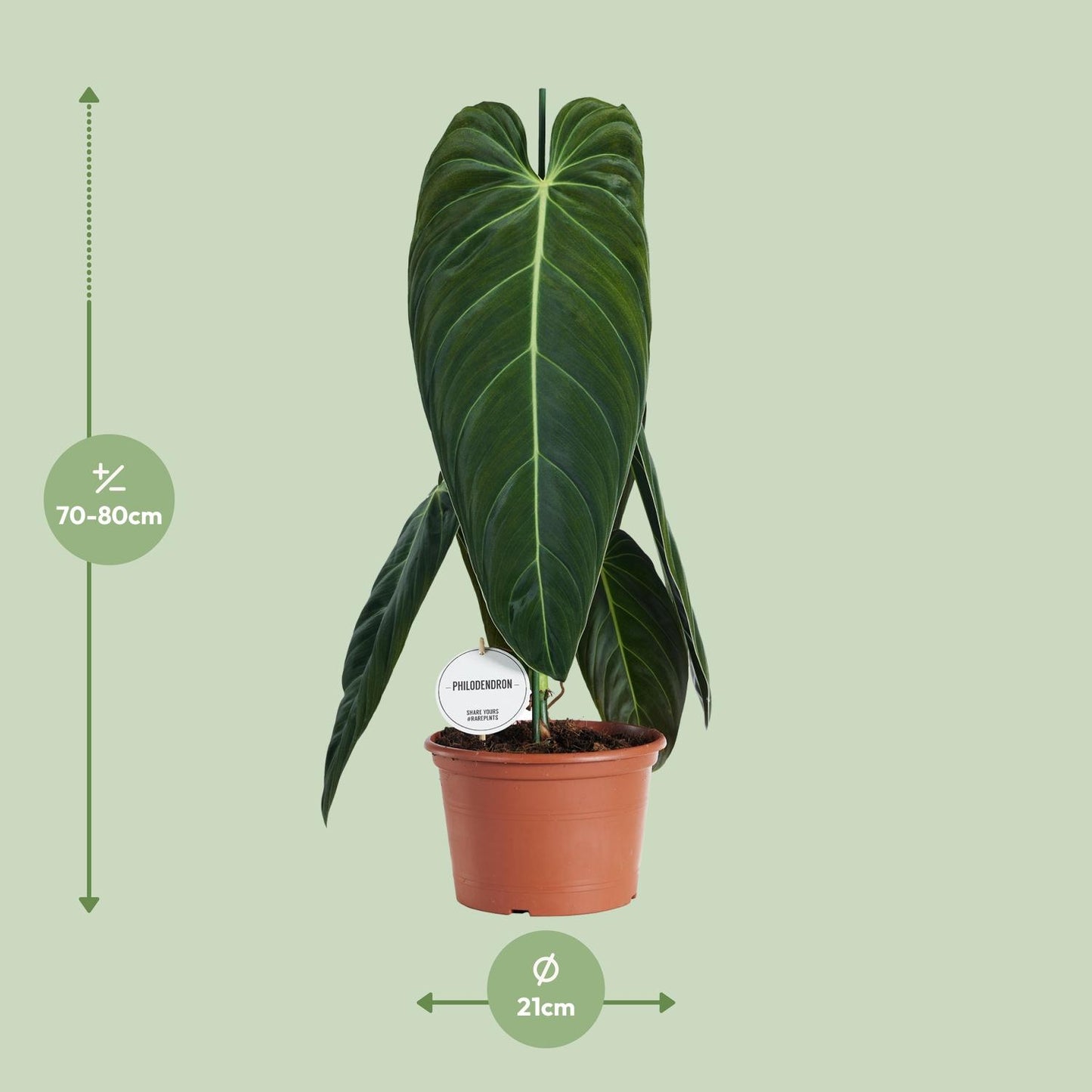 Philodendron Melanochrysum
