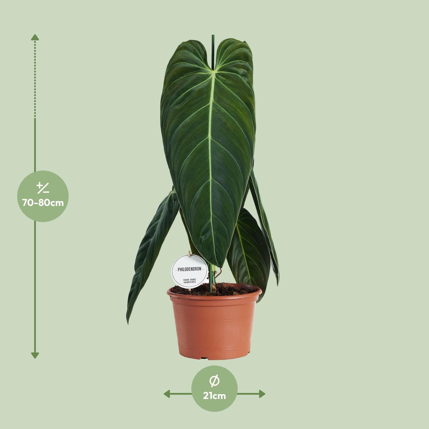 Philodendron Melanochrysum