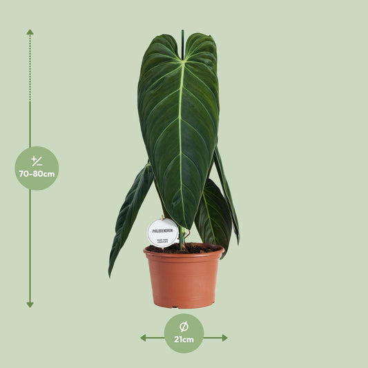 Philodendron Melanochrysum