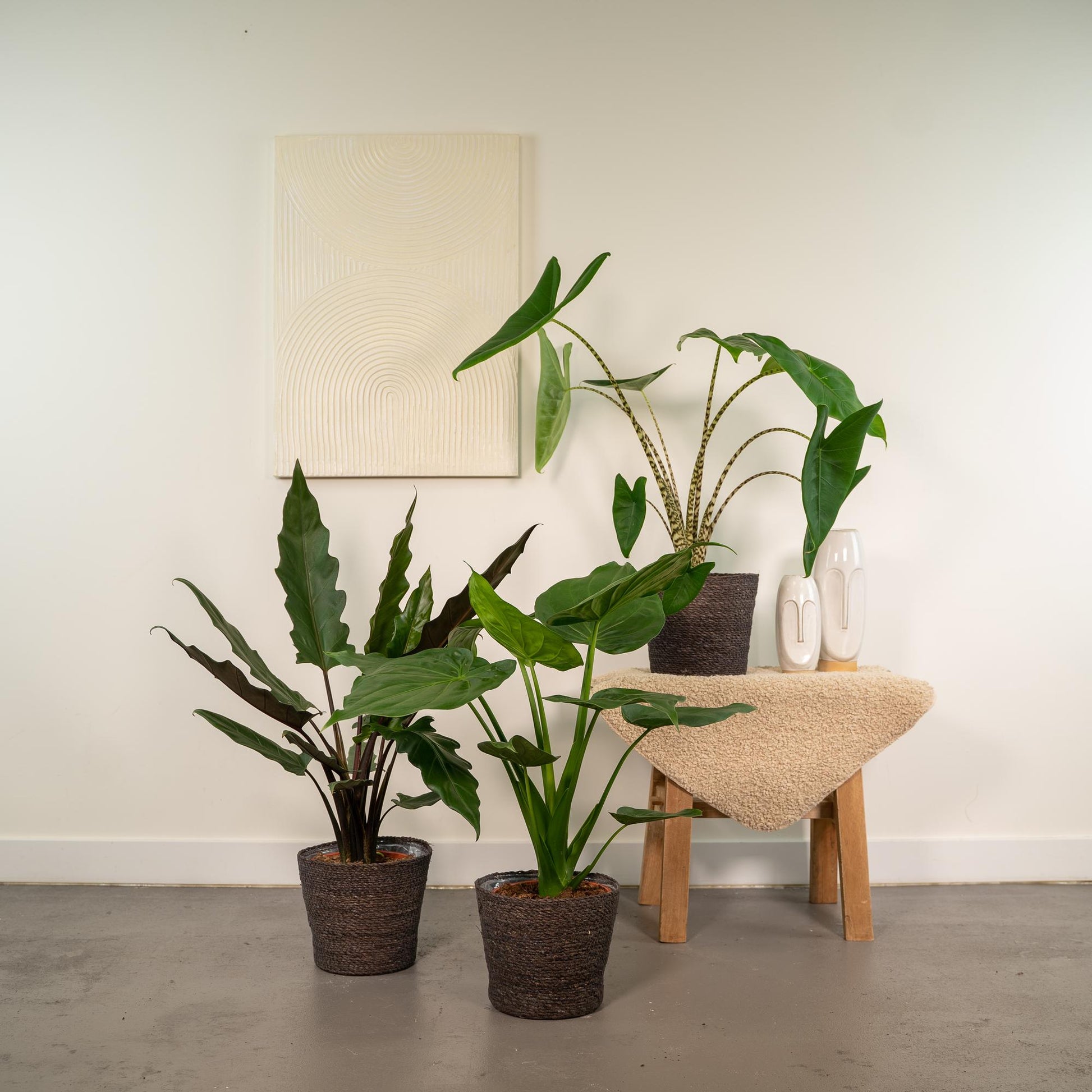 Alocasia 