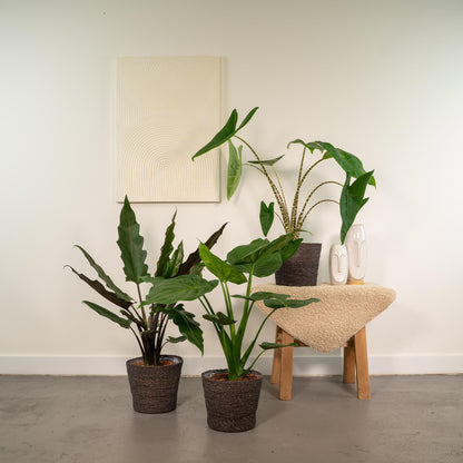 Alocasia 