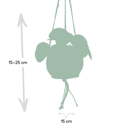 Pilea 