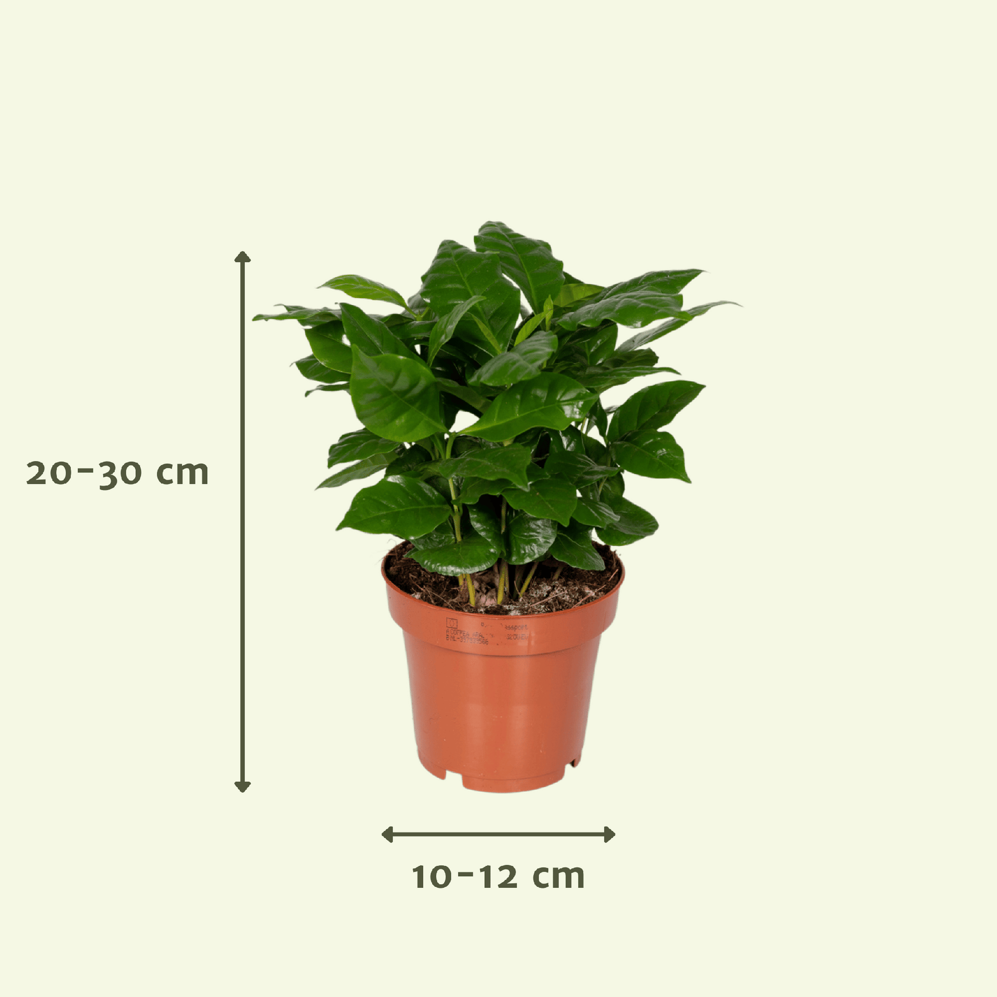 Box surprise 5 plantes