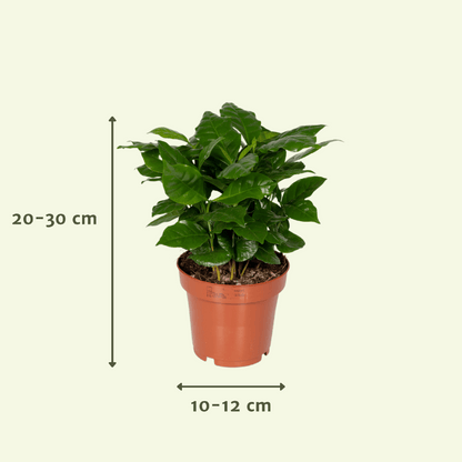 Box surprise 5 plantes
