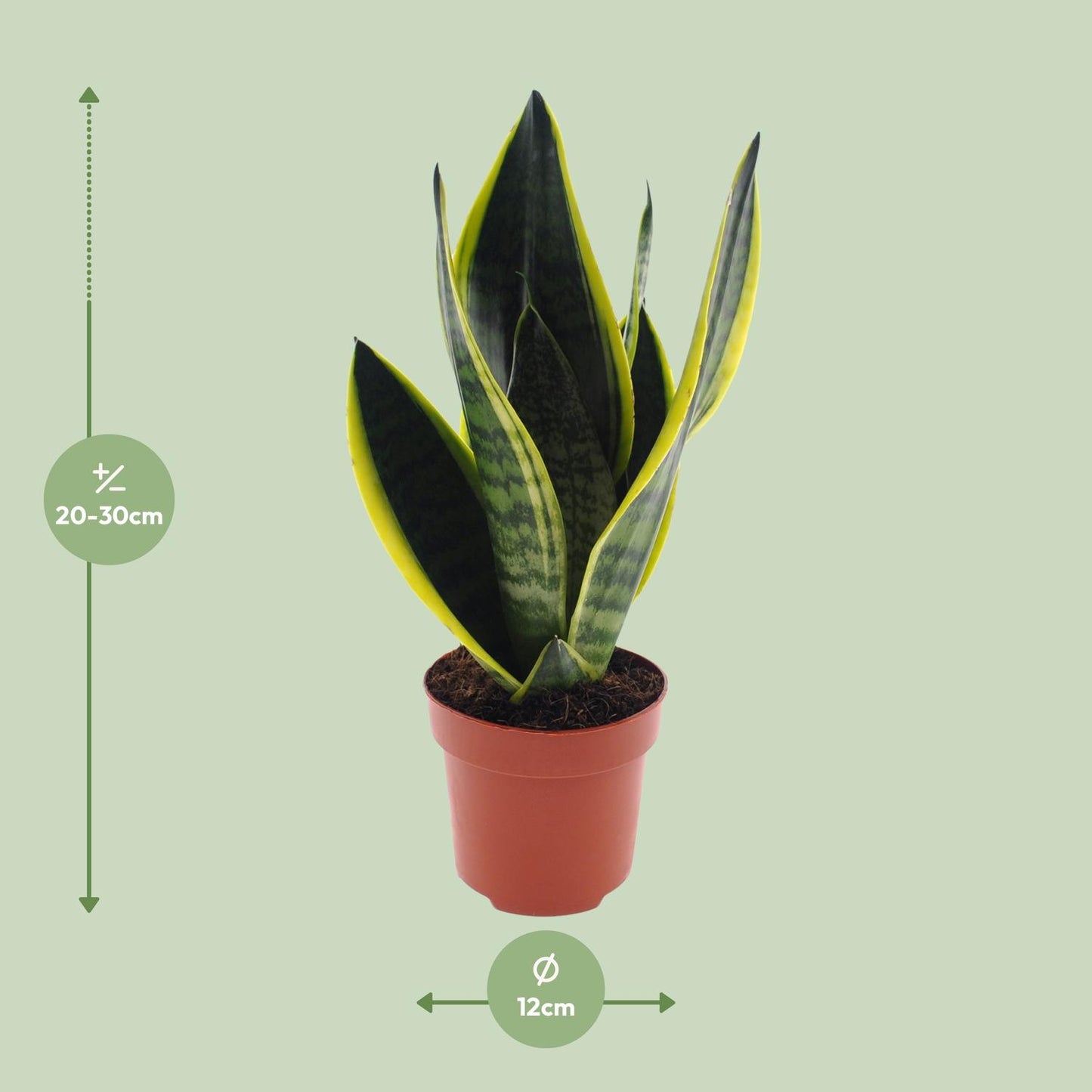 Sansevieria Futura Superba- plante d'intérieur facile