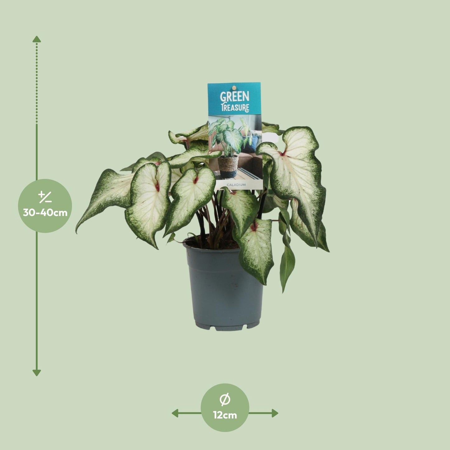 Caladium Blanc - Plante d'intérieur