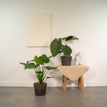 Lot 2x Alocasia