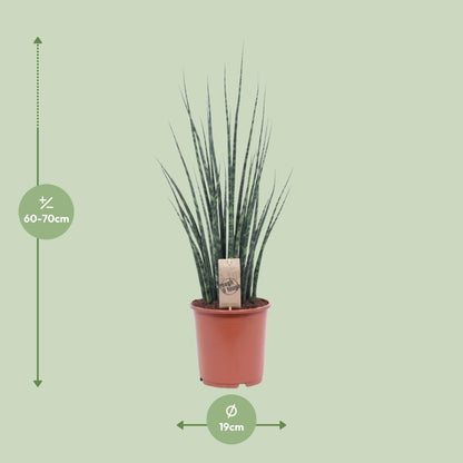 Sansevieria Fernwood Mikado L - 80cm