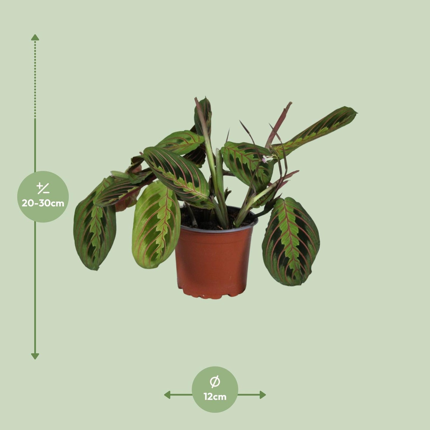 Maranta leuconeura Fascinator - Plante intérieur tropicale 