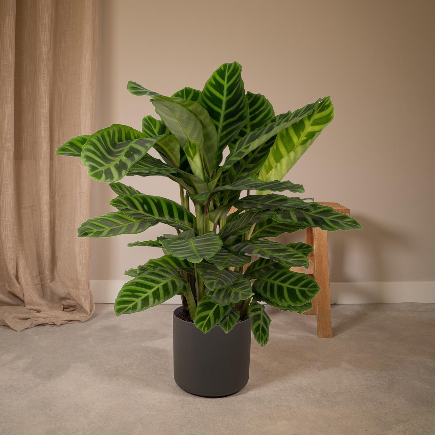 Calathea Zebrina