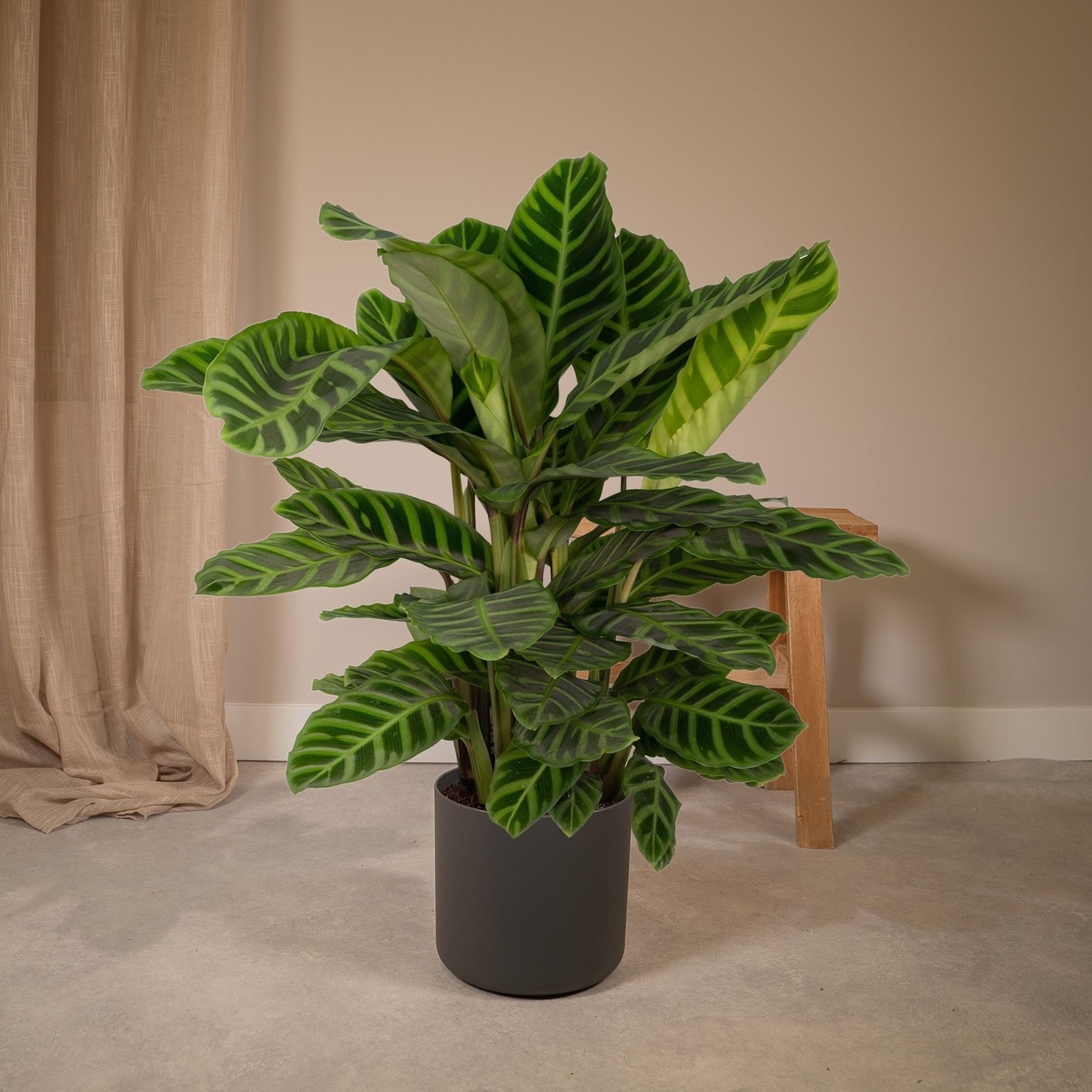 Calathea Zebrina