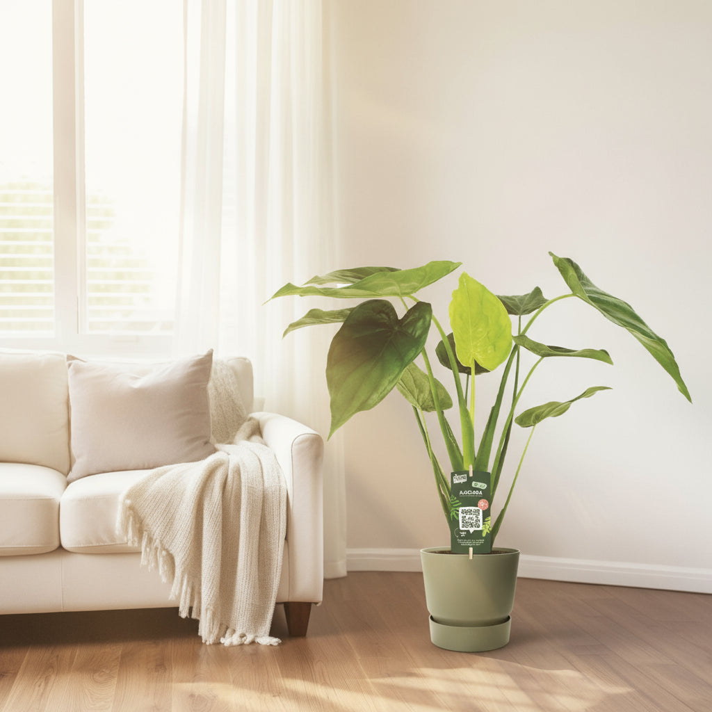 Alocasia Cucullata