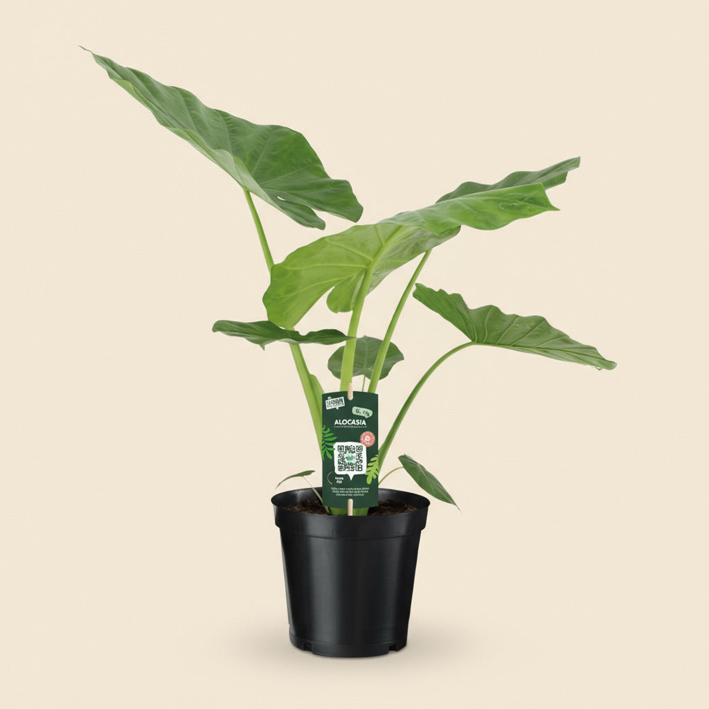 Alocasia Macrorrhiza